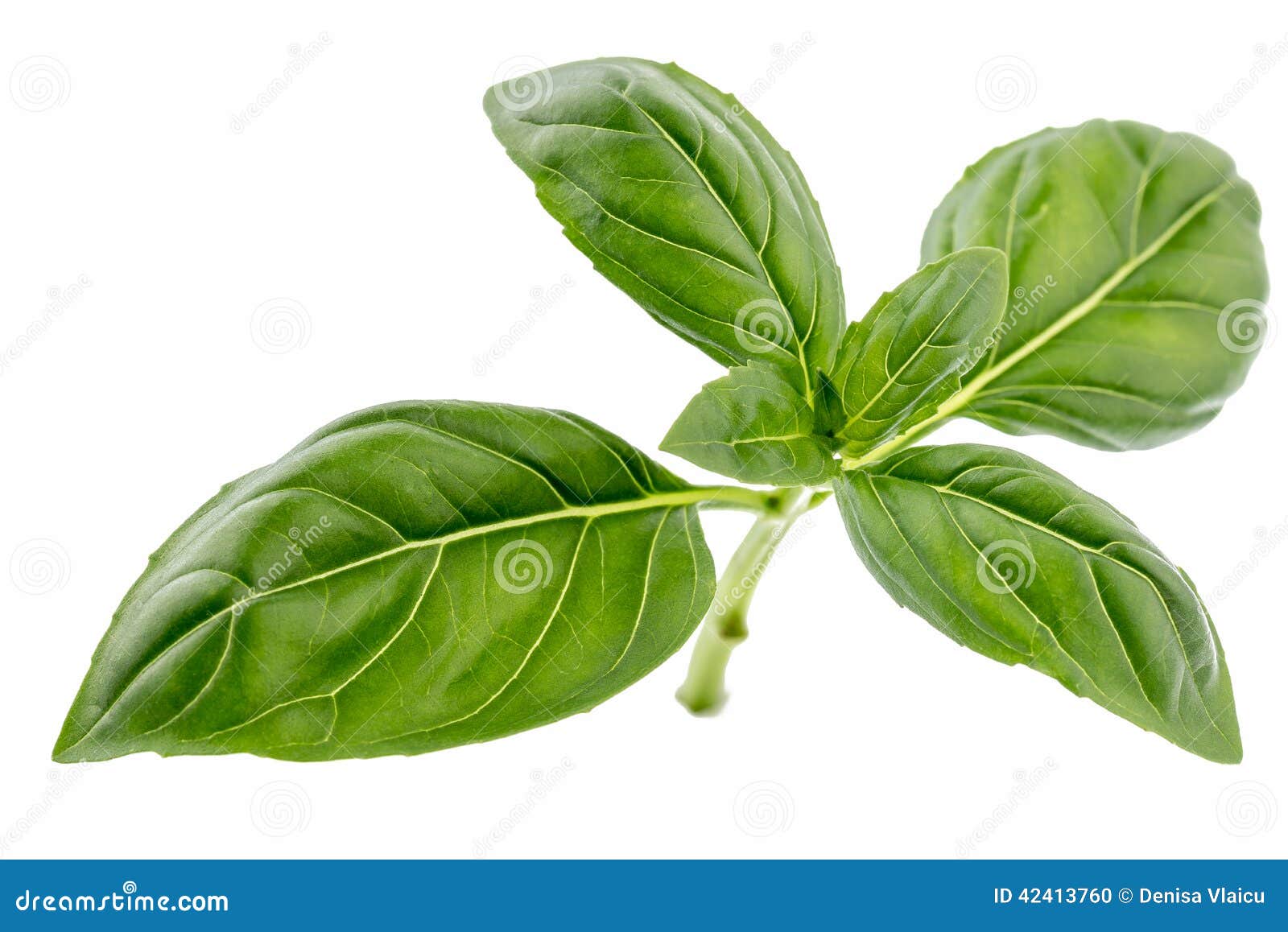 Fresh basil stock photo. Image of basilic, herb, herbal 42413760