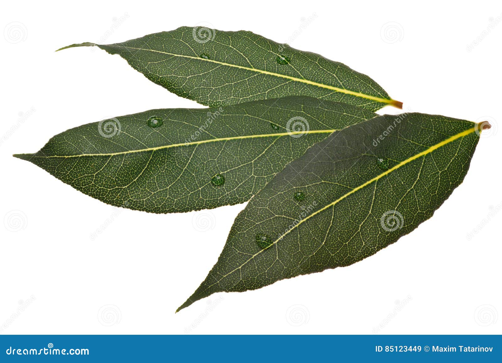 Fresh Bay Laurel Laurus Leaves, Paths Stock Image Image of shadowless, white 85123449
