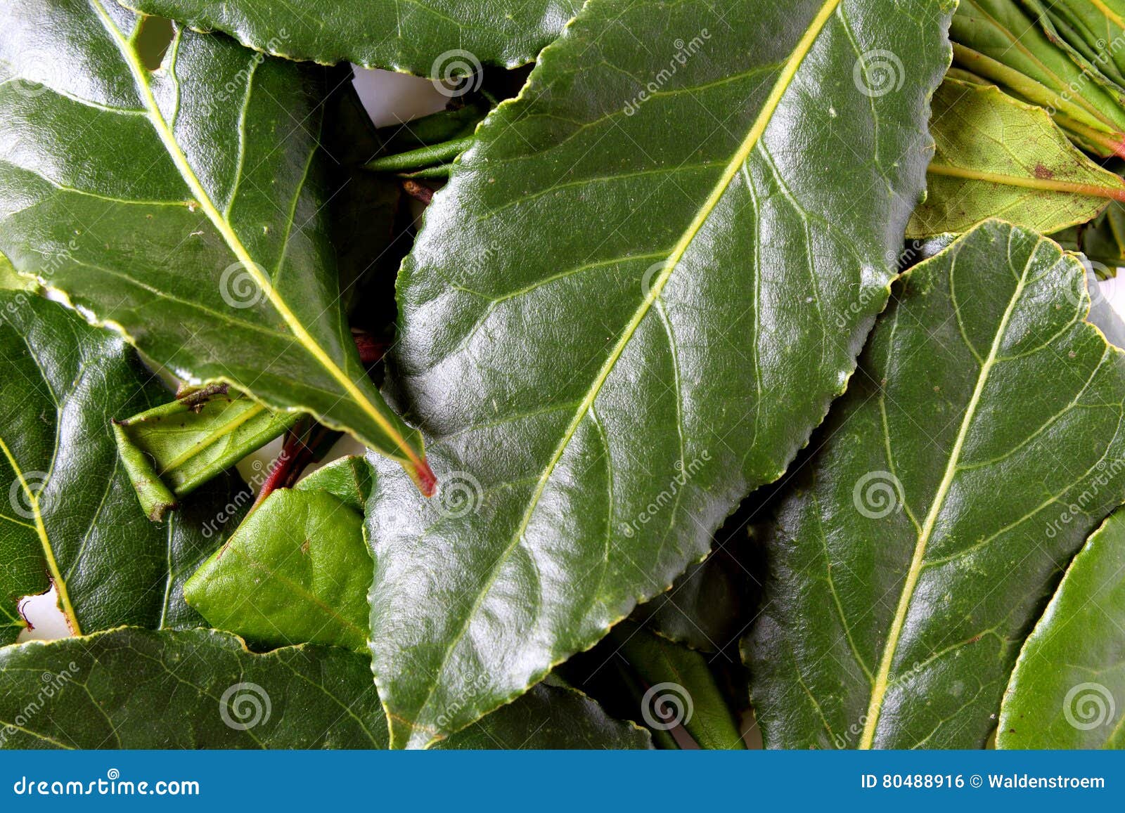 Fresh bay leaves stock photo. Image of green, plant, composition 80488916