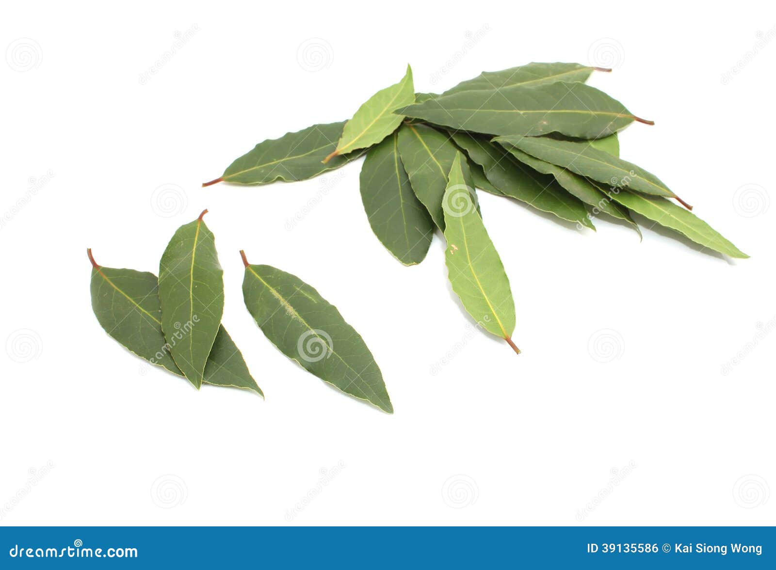 Fresh Bay Leaves stock photo. Image of organic, gourmet 39135586