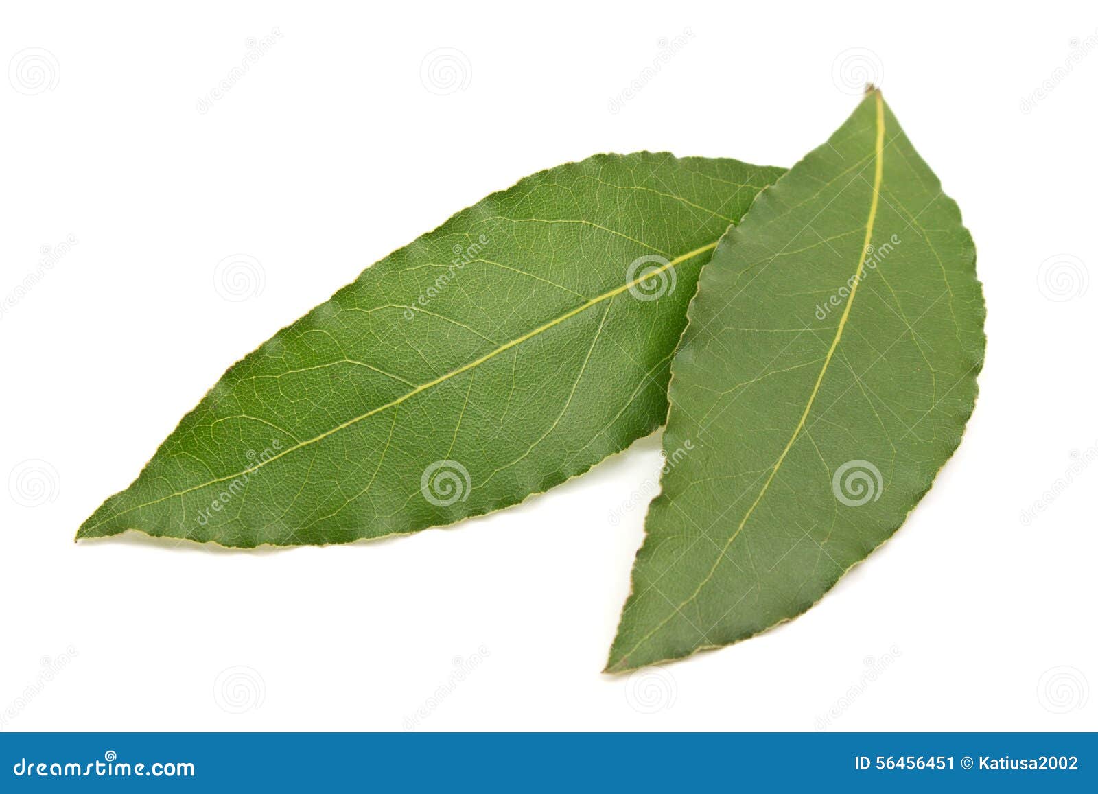 Fresh Bay Leaves Isolated on White Background Stock Image Image of