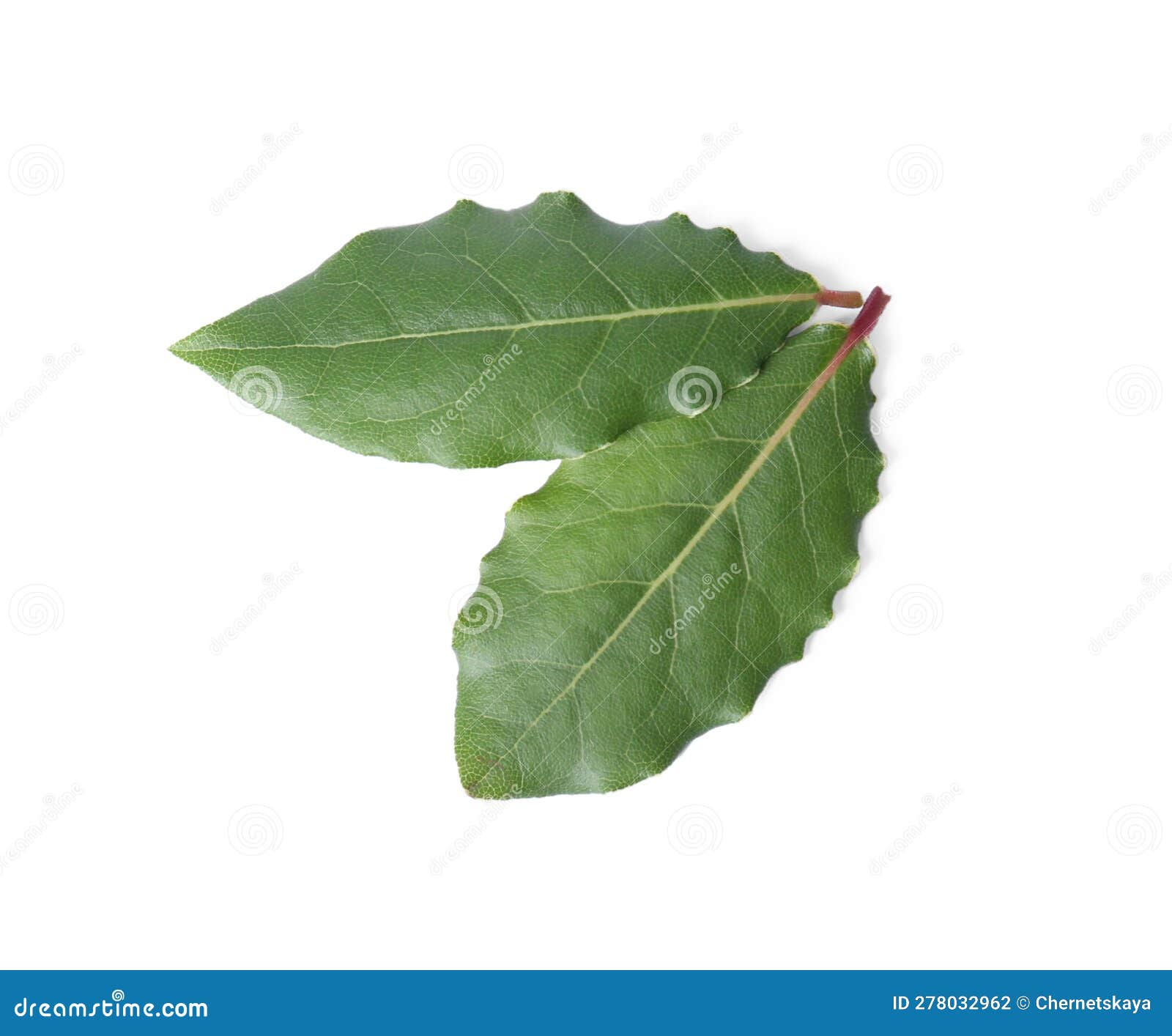 Fresh Bay Leaves Isolated on White, Top View Stock Photo Image of