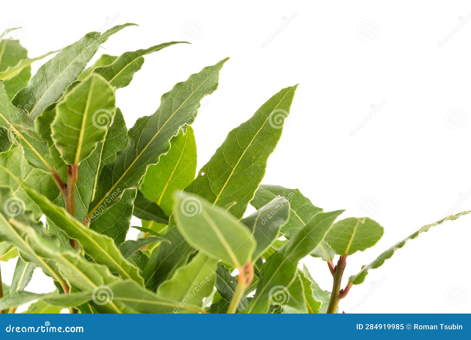 Fresh bay leaves stock image. Image of aroma, food, isolated 284919985