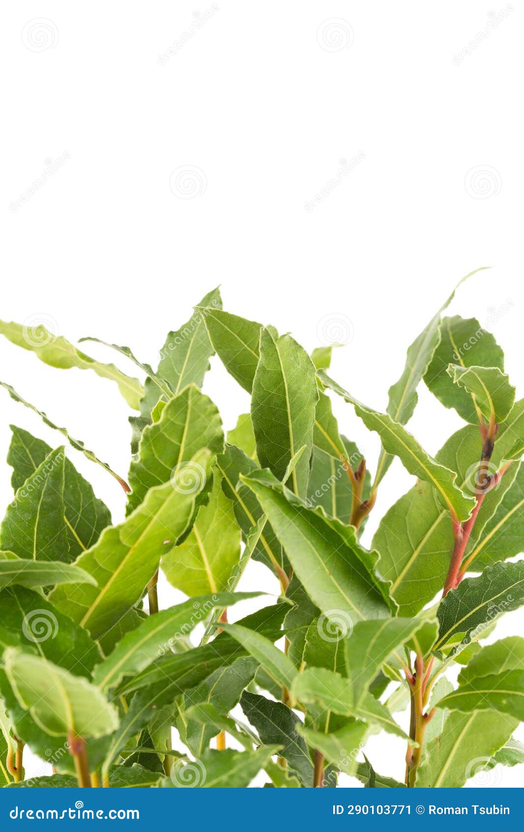 Fresh bay leaves stock image. Image of cooking, branch 290103771