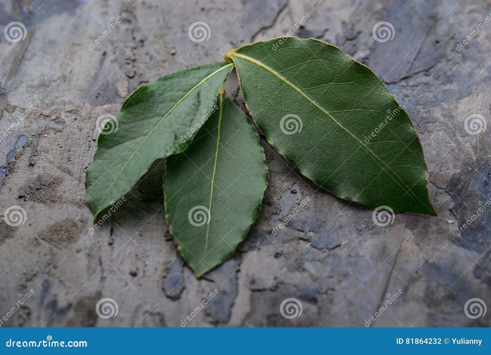 Fresh bay leaves stock photo. Image of aroma, green, leaf 81864232