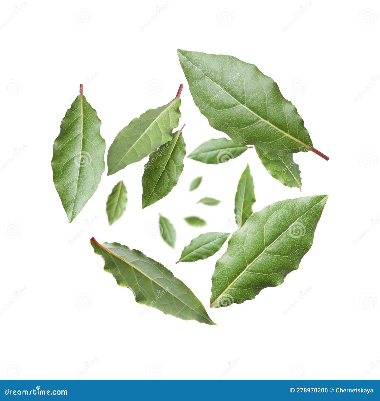 Fresh Bay Leaves Whirling on White Background Stock Photo Image of