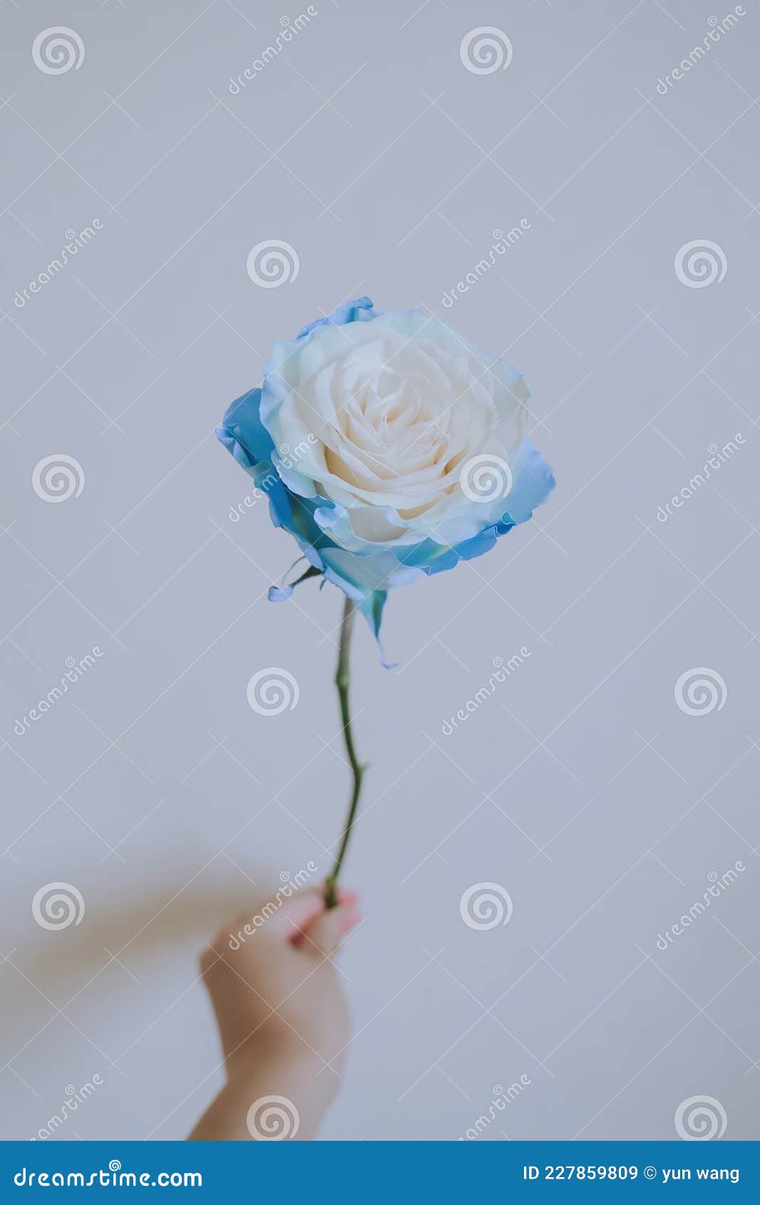 Fresh and Beautiful Blue and Pink Roses Stock Image Image of design