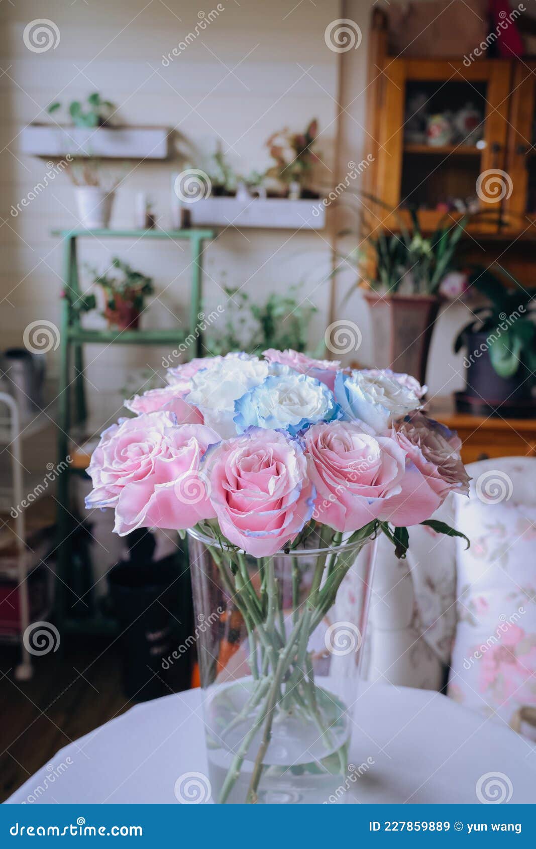 Fresh and Beautiful Blue and Pink Roses Stock Image Image of gift