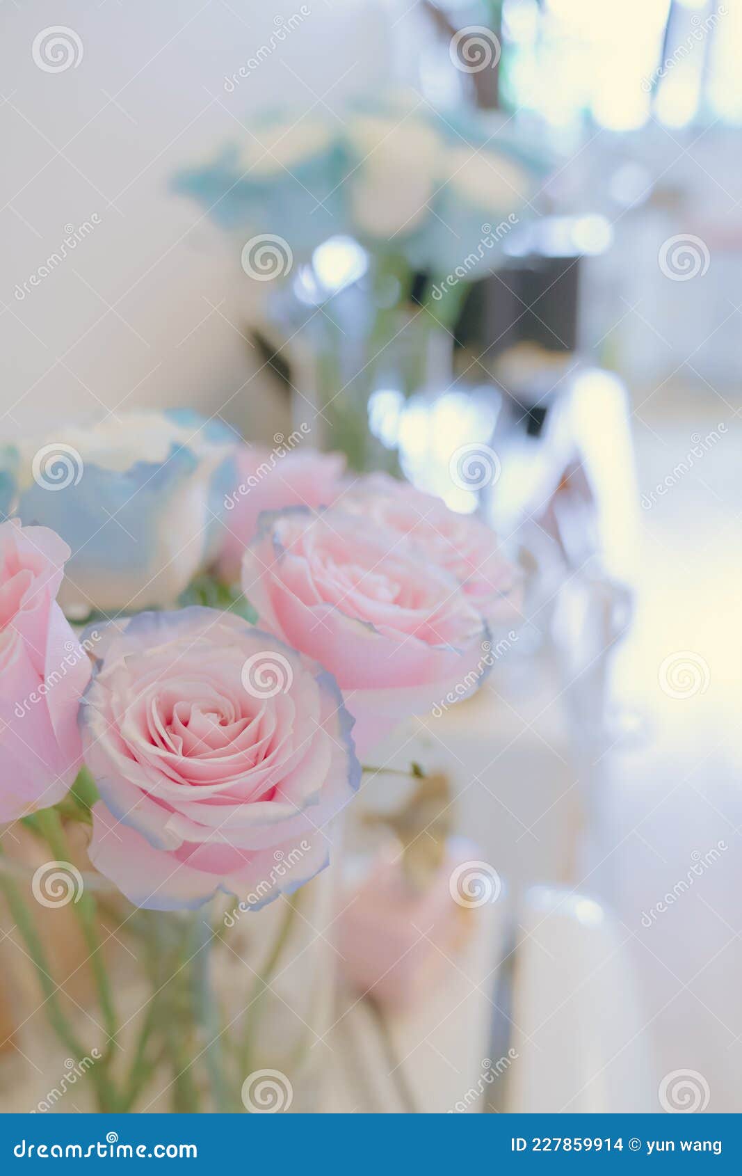 Fresh and Beautiful Blue and Pink Roses Stock Photo Image of flower