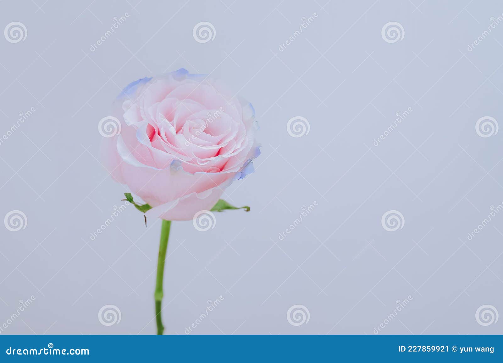 Fresh and Beautiful Blue and Pink Roses Stock Image Image of garden