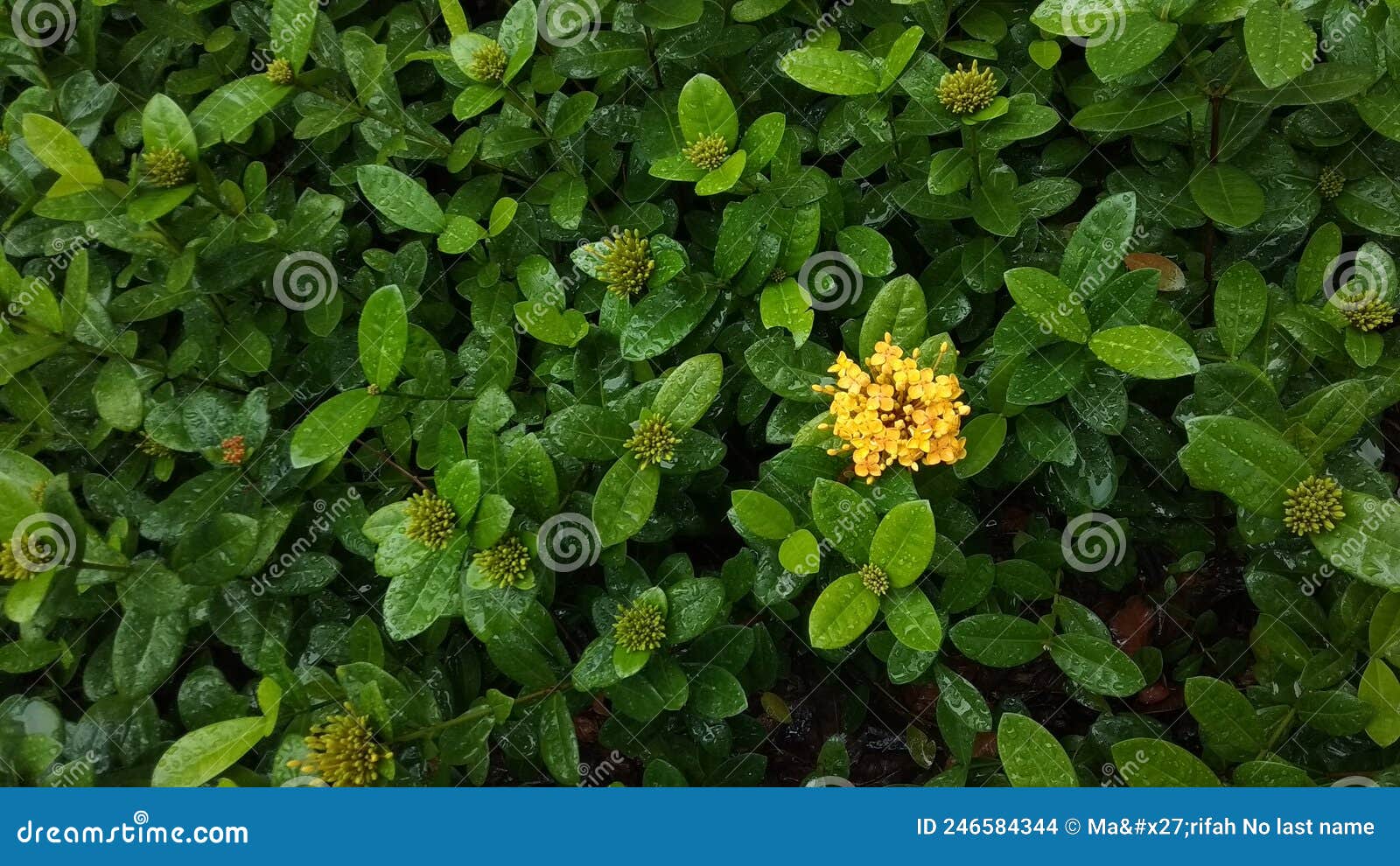 fresh and beautiful ixora jungle geranium from the park after heavy rain season