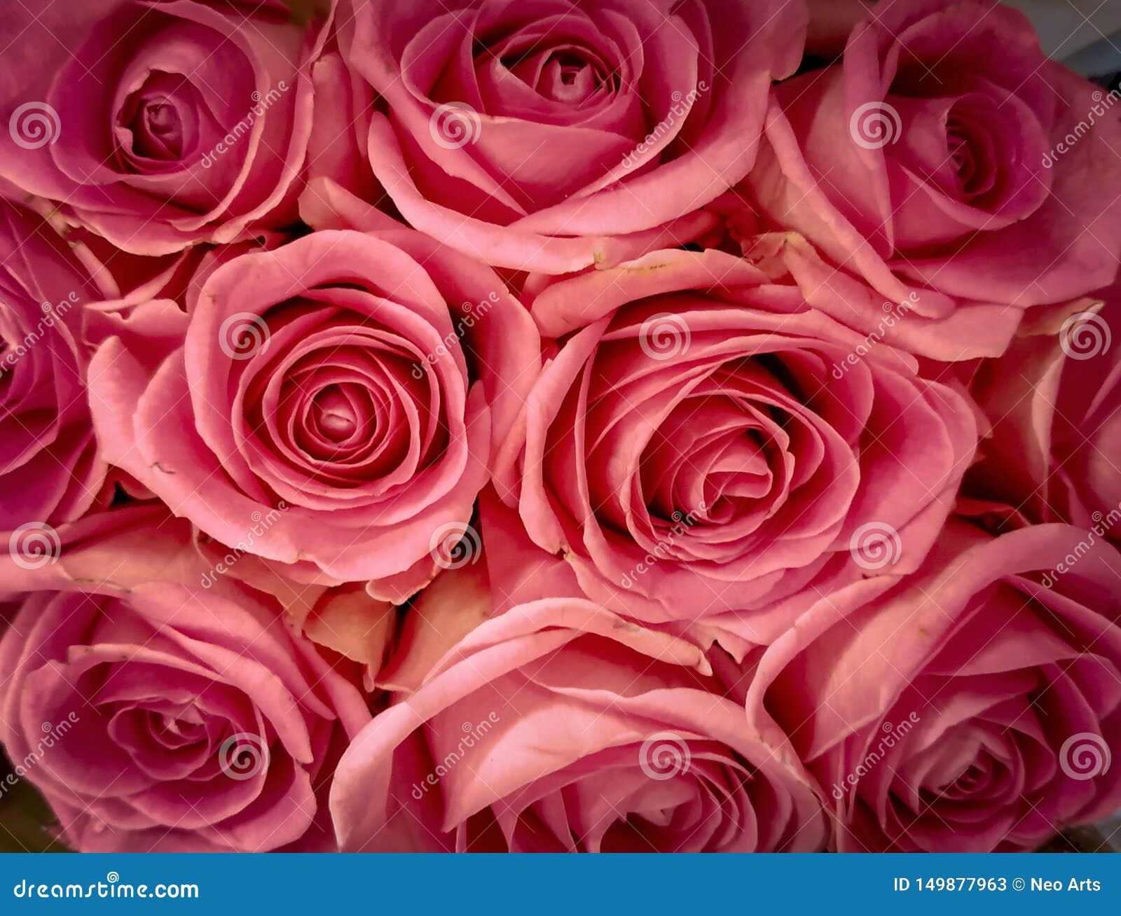 Fresh Beautiful Pink Rose Flowers for Background Usage - Image Stock Image - Image of beautiful, pink: 149877963 Fresh Beautiful Pink Rose Flowers for Background Usage - Image Stock Image - Image of beautiful, pink: 149877963