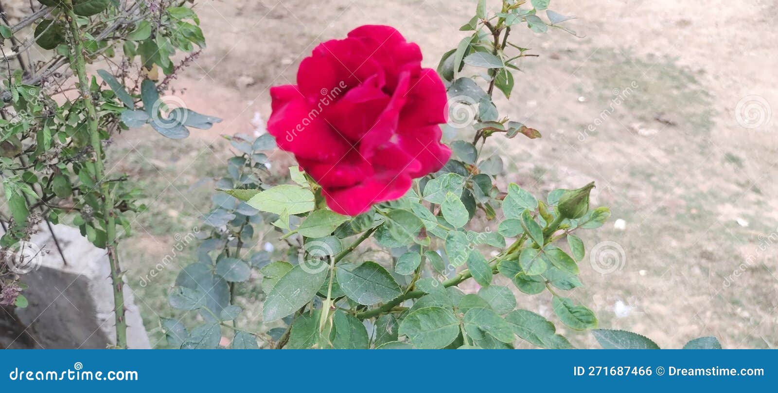 Fresh Beautiful Red Rose Symbol of Love Stock Photo Image of rose