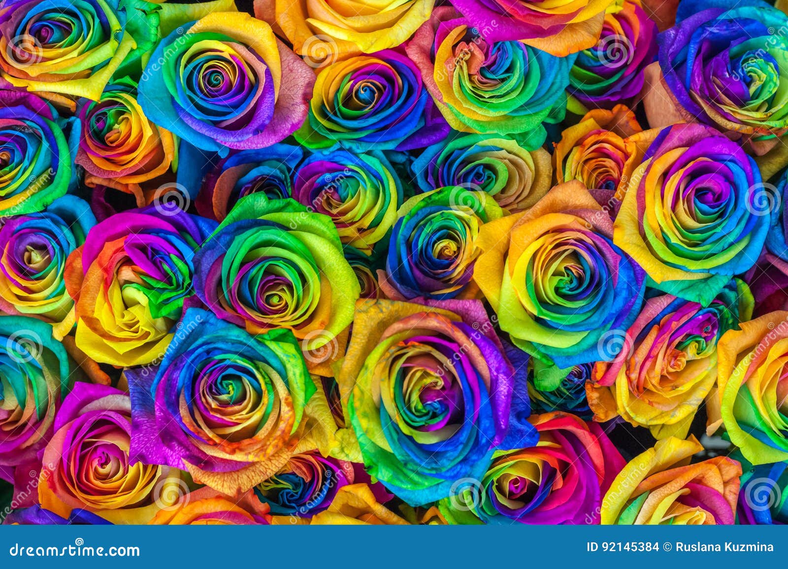 beautiful colorful roses