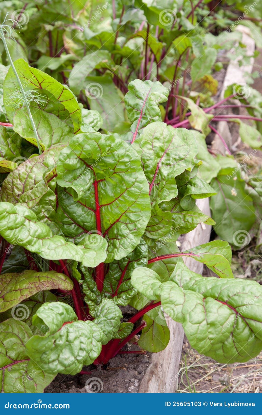 Fresh Beet Plants in a Market Garden Stock Image Image of garden