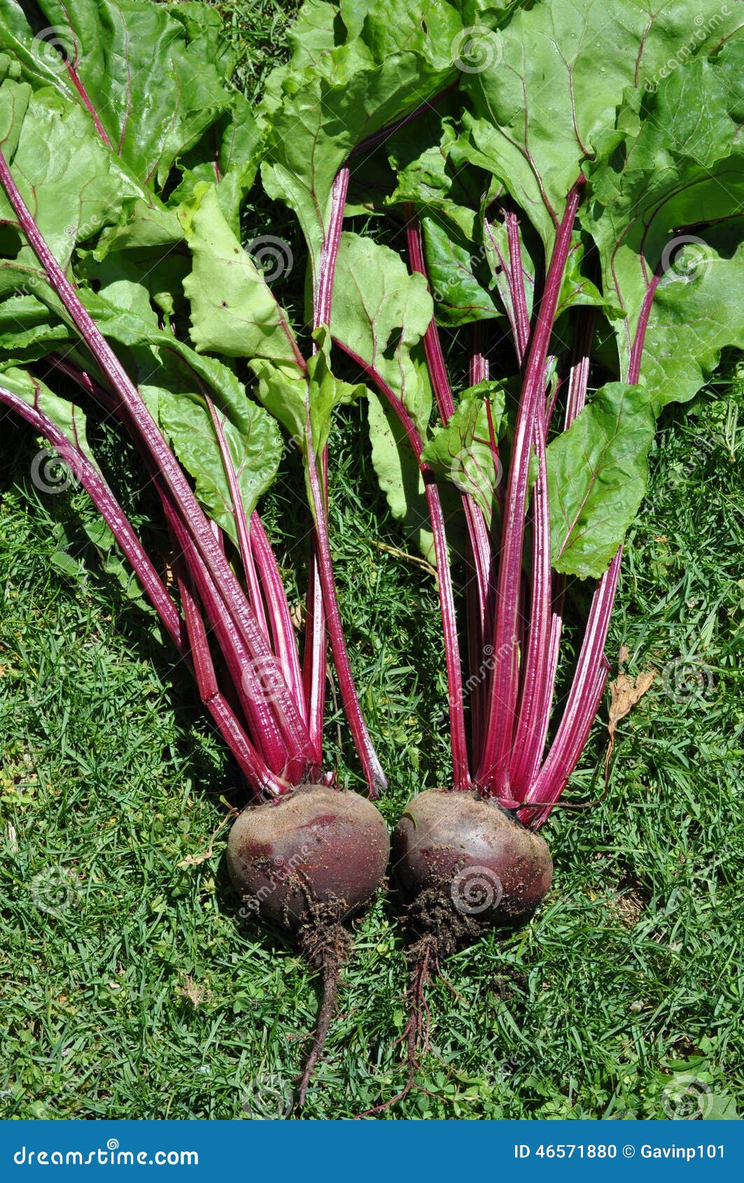 Fresh Beetroot Vegetable Leaves Stock Photo Image of beetroot