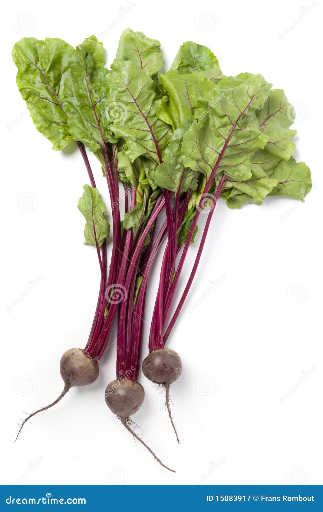 Fresh Beets with Green Leaves Stock Image Image of beets, fresh 15083917