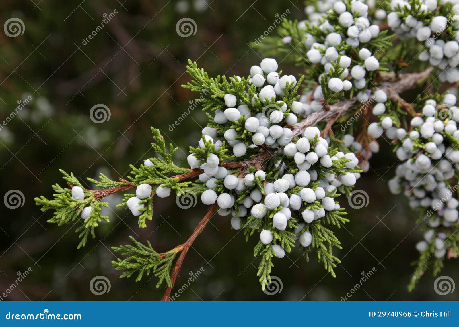 Cedar Berries stock photo. Image of growth, evergreen 29748966