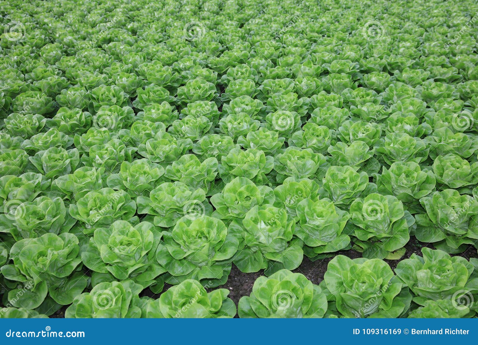 Fresh Bibb Lettuce on the Field Stock Image Image of butterhead