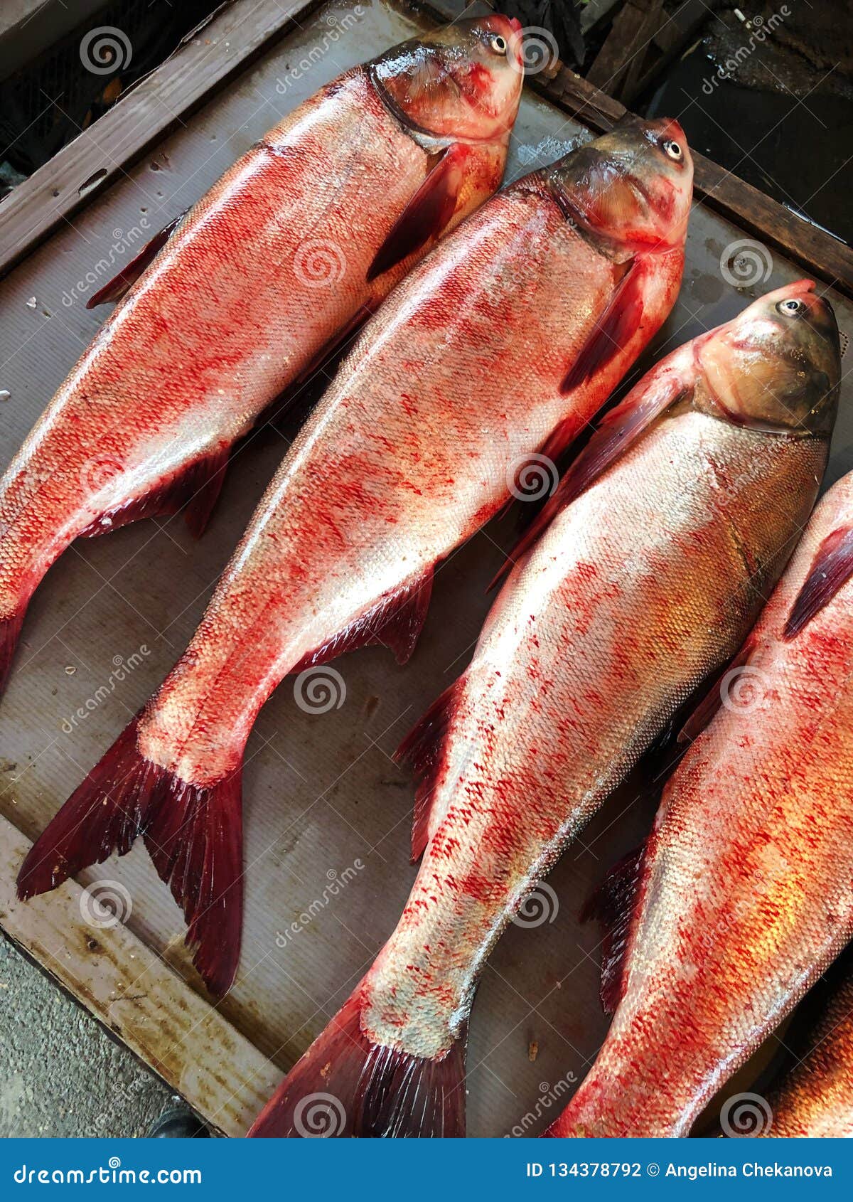 Fresh Fish on the Market View Stock Photo - Image pink, fresh: 134378792