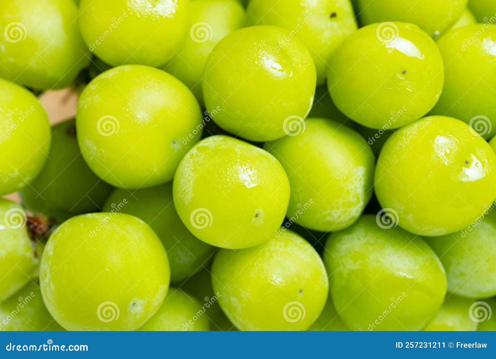 Big size green grapes stock image. Image of gourmet 257231211
