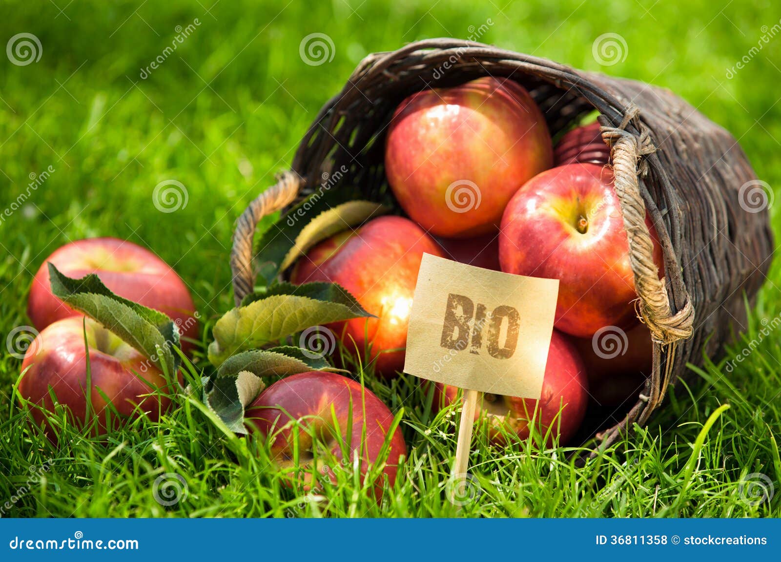 fresh bio apples on display at market