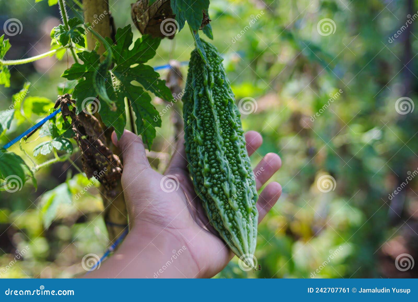 Bitter Melon Growing in the Fields Stock Image Image of food