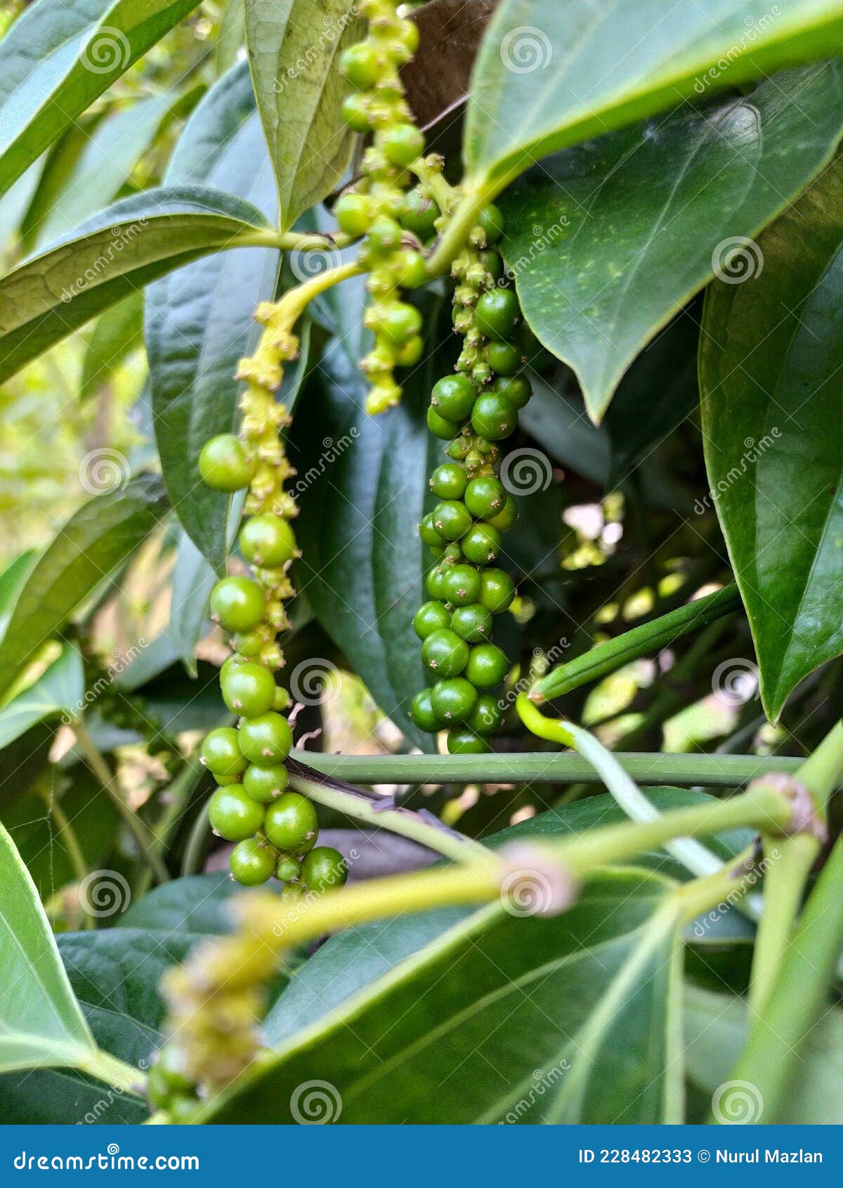 Fresh Black Pepper on the Tree Stock Image Image of black, leaf 228482333
