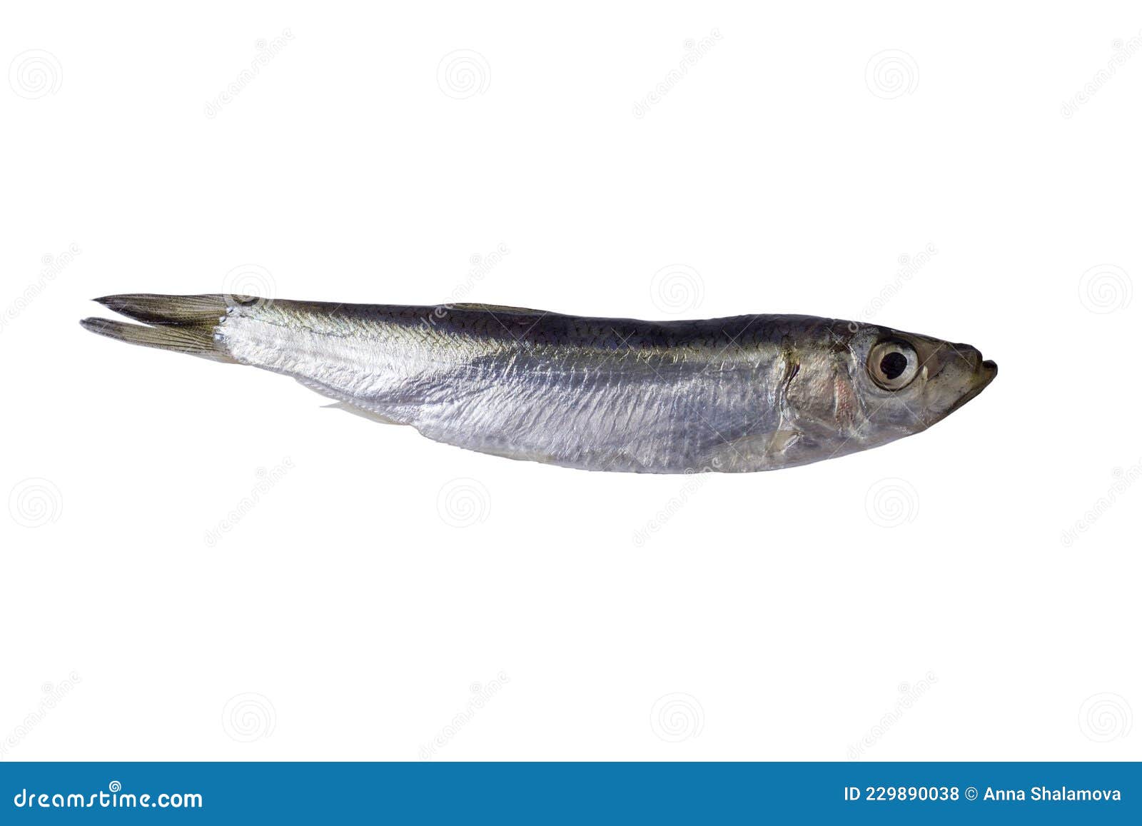 Fresh Black Sea Sprat Fish Isolated on White Background Stock Photo - Image  of market, crude: 229890038