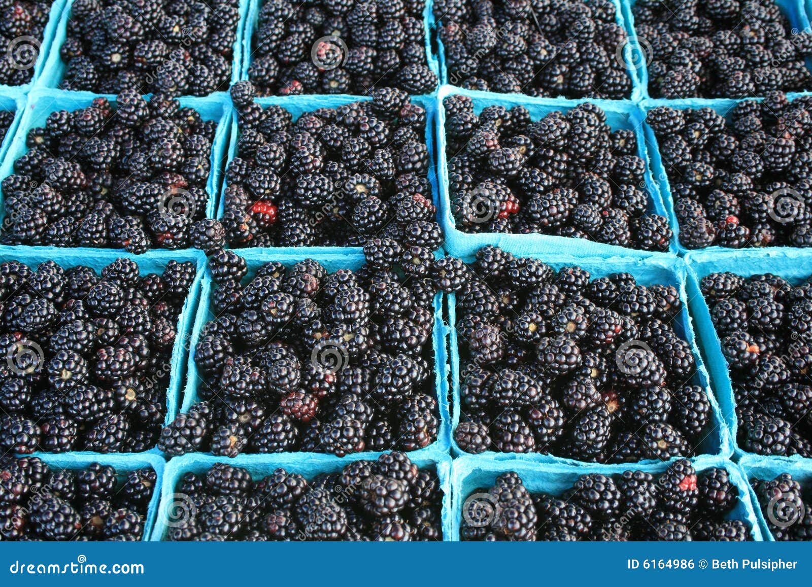 Fresh blackberries stock photo. Image of farmer, blackberries 6164986