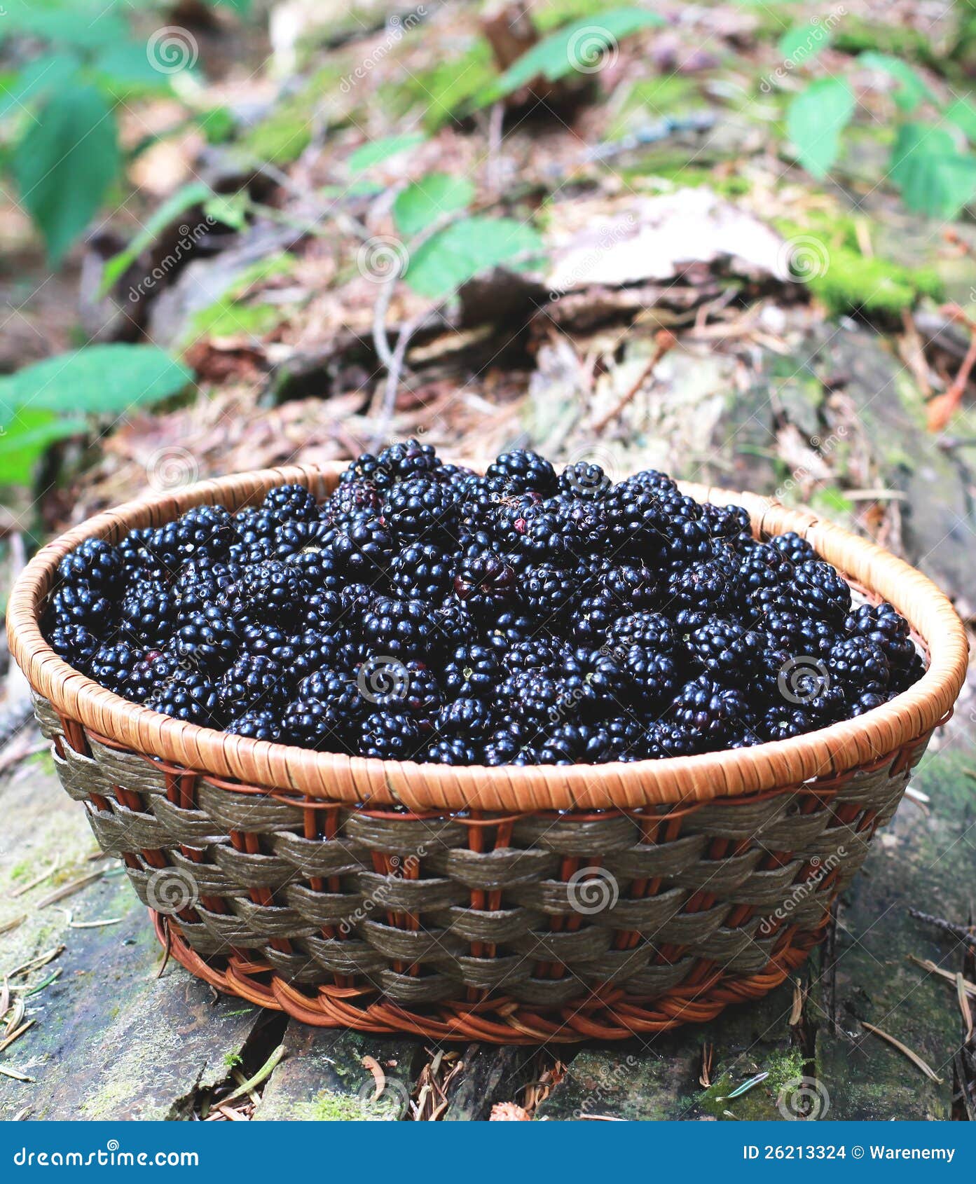 Fresh Blackberries in a Basket Stock Photo Image of delicious, blue