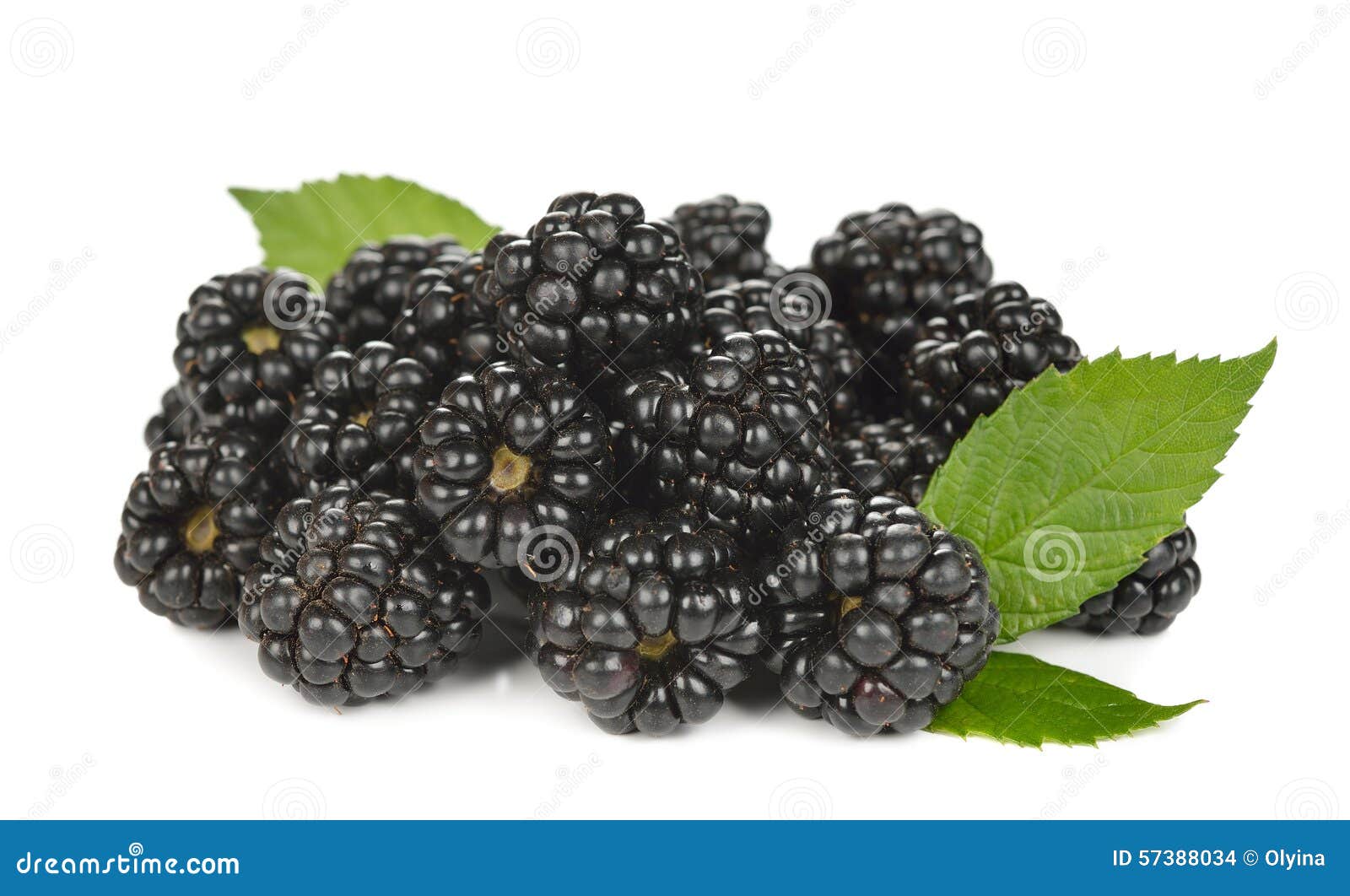 Fresh blackberries stock photo. Image of heap, harvest 57388034