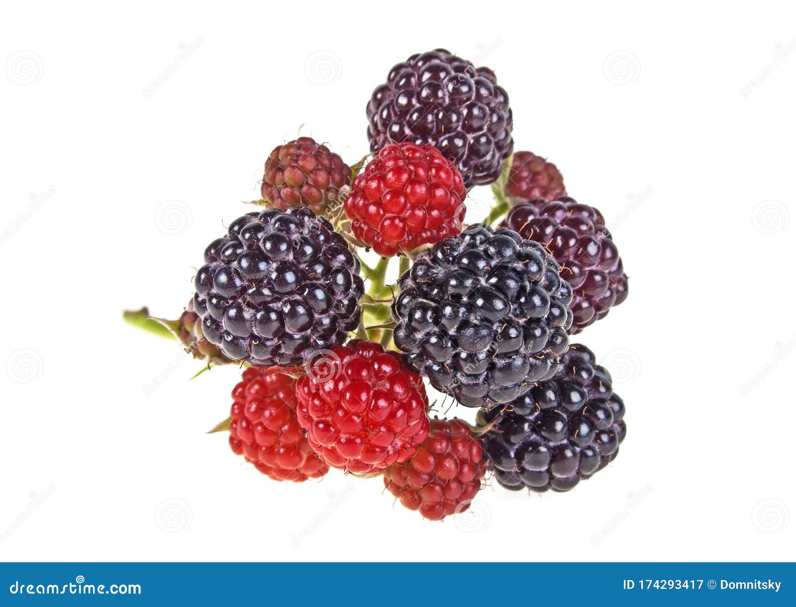Fresh Blackberries on the Branch, White Background Stock Image Image