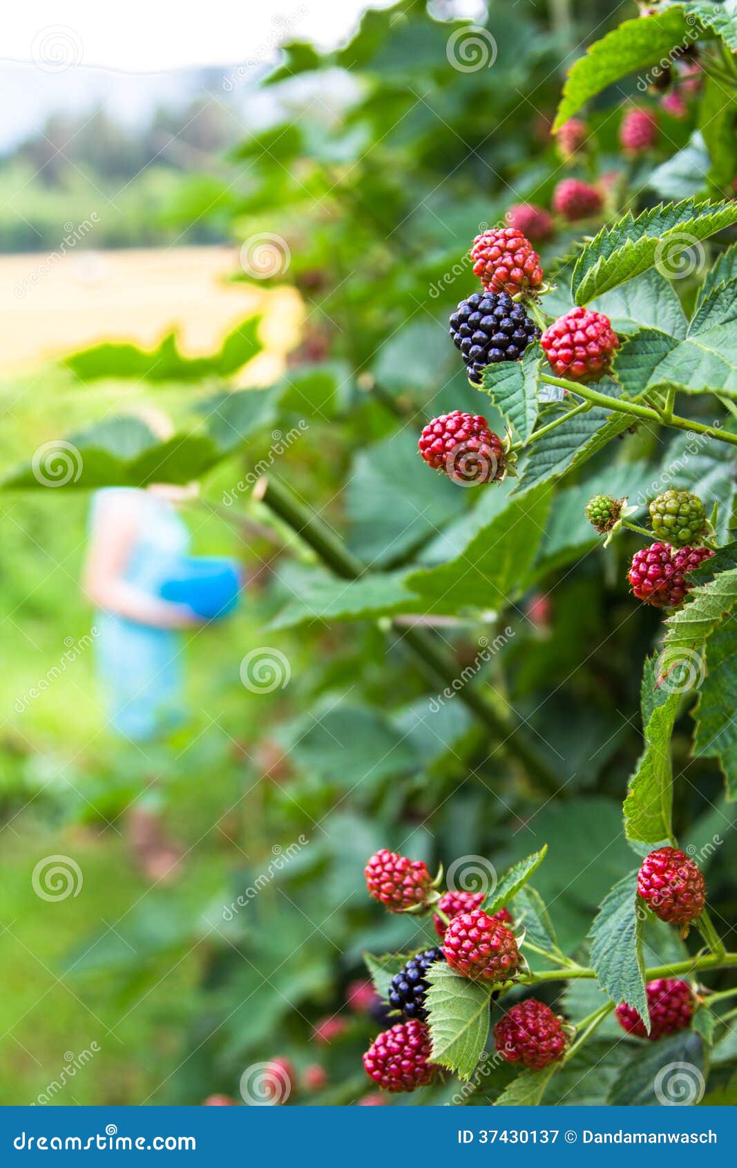 Fresh Blackberries on a Bush Stock Image Image of close, leaf 37430137