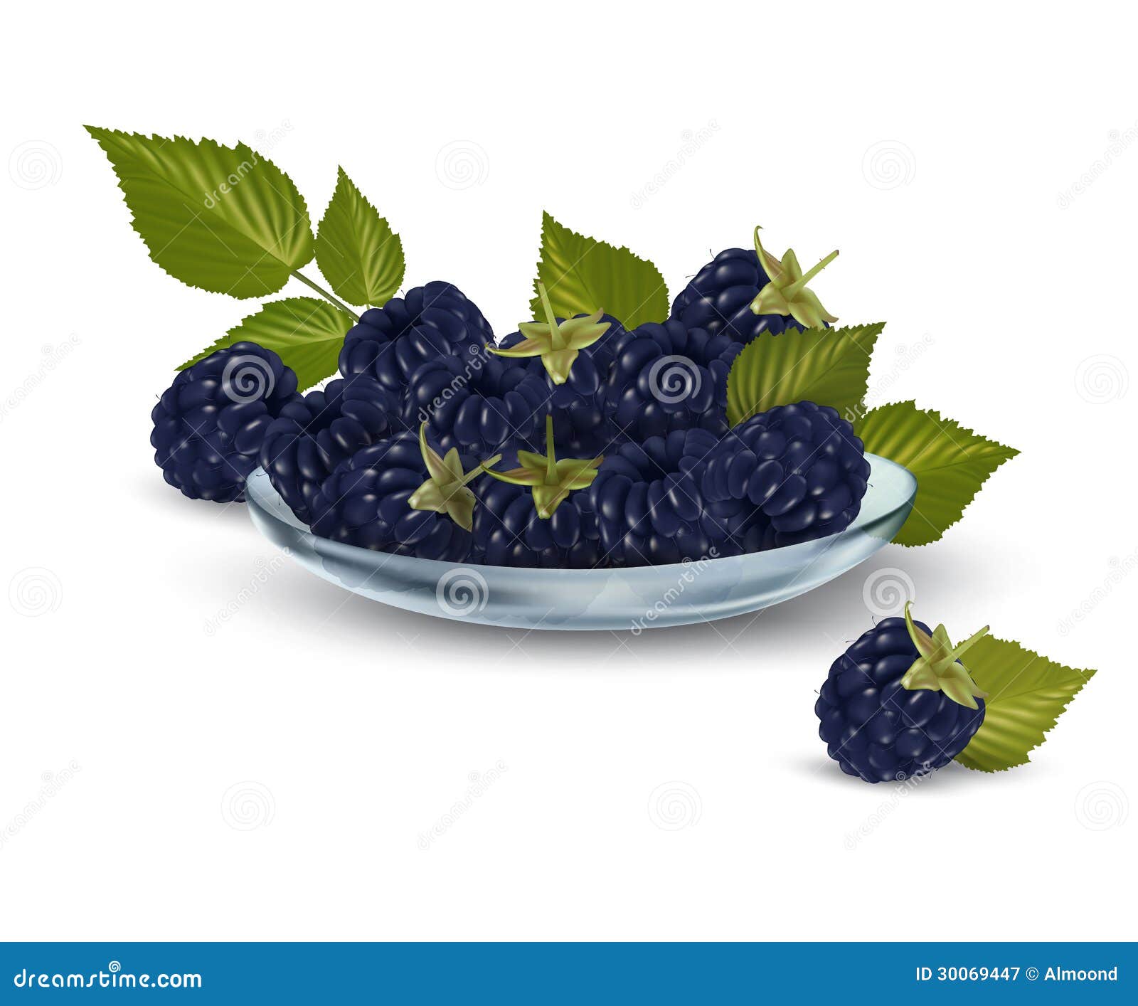 Fresh Blackberries with Leaves in Glass Bowl Stock Vector ...