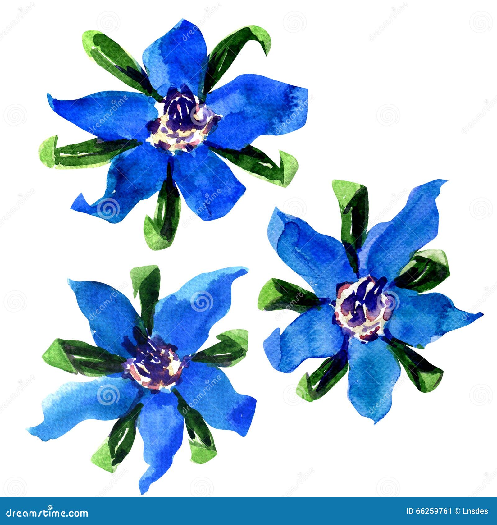 fresh blue borage flowers, starflower, on white background