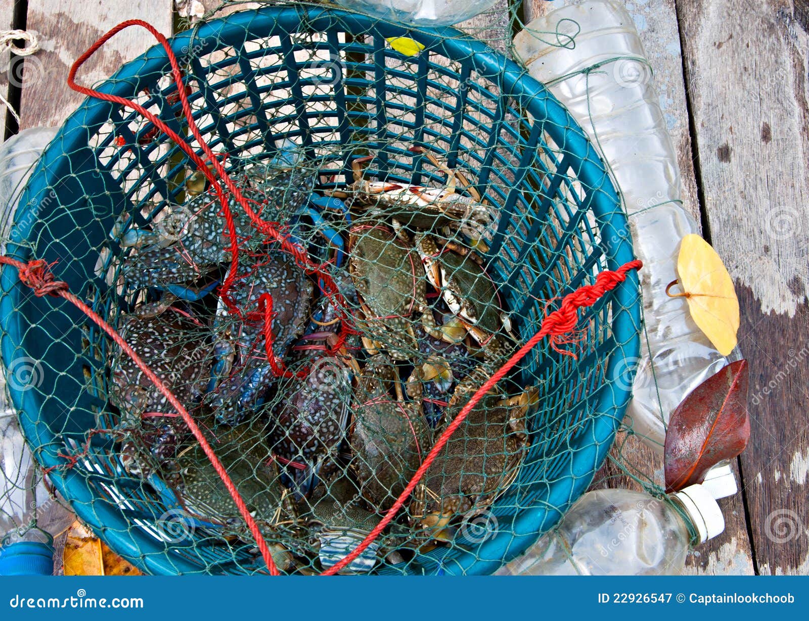 soft shell blue crab soft shell blue crab