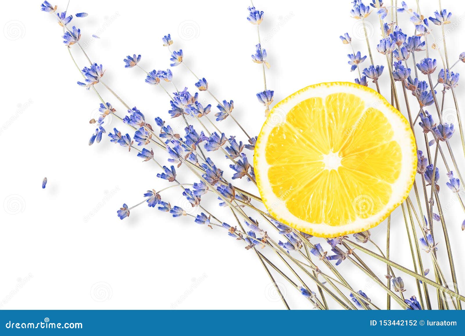 Fresh Blue Lavender with Big Lemon Slice on White Stock Photo Image