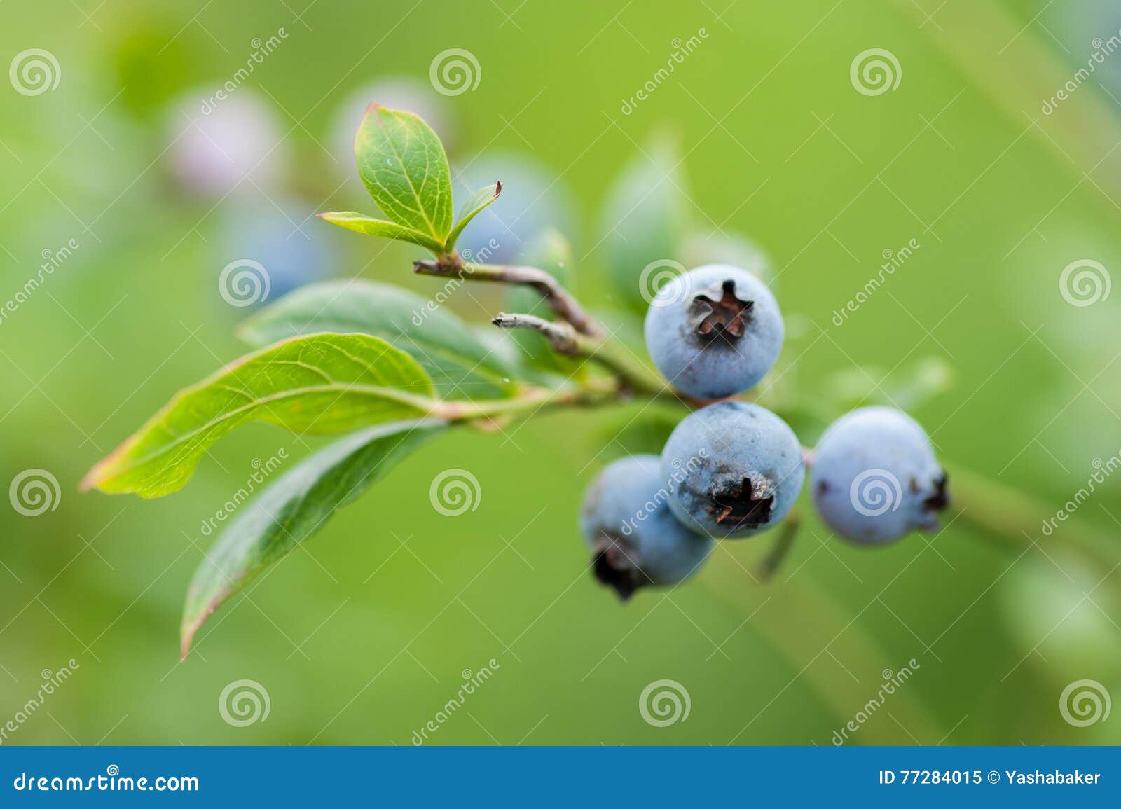 Fresh Blueberries in Nature Outdoors Stock Image Image of outdoor