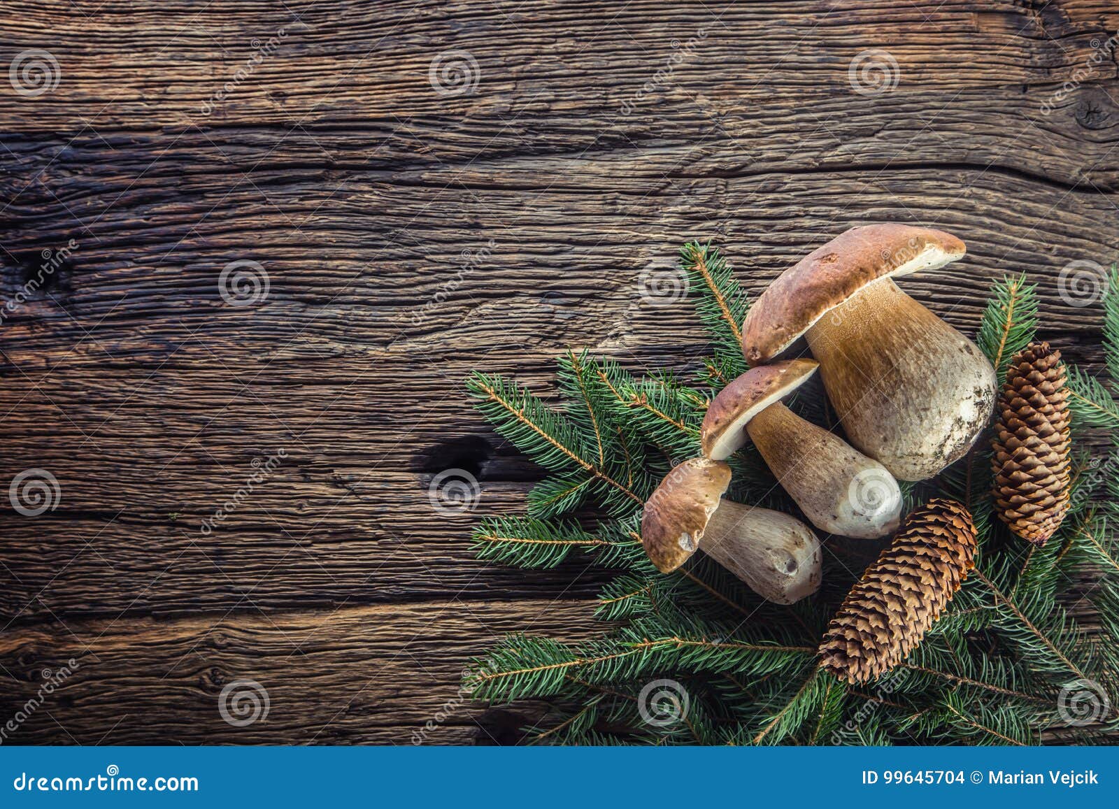 fresh boletus edulis mushrooms with spruce bunch and cones on rustic woden table