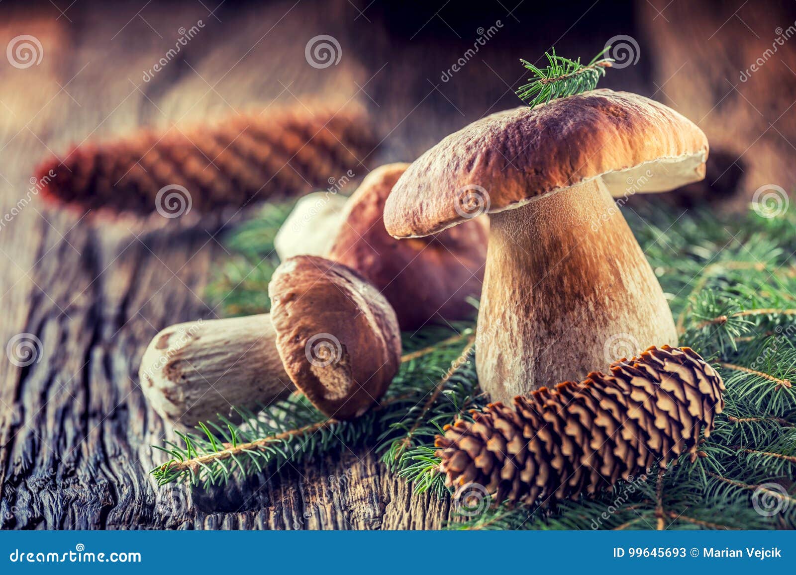 fresh boletus edulis mushrooms with spruce bunch and cones on rustic woden table
