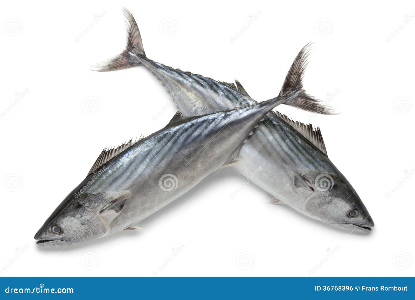 fresh bonito fishes