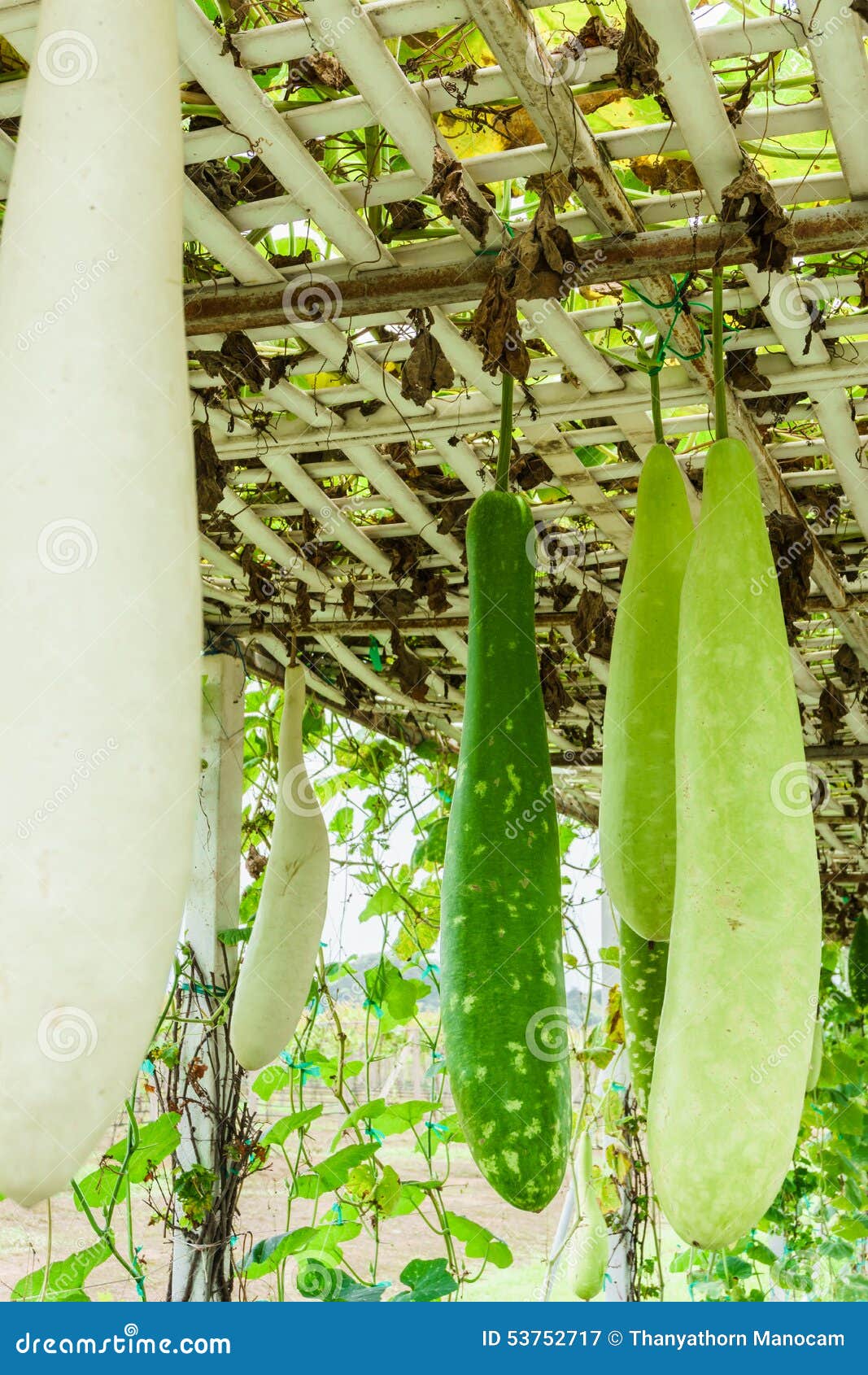 Fresh bottle gourd on vine stock image. Image of calabash 53752717