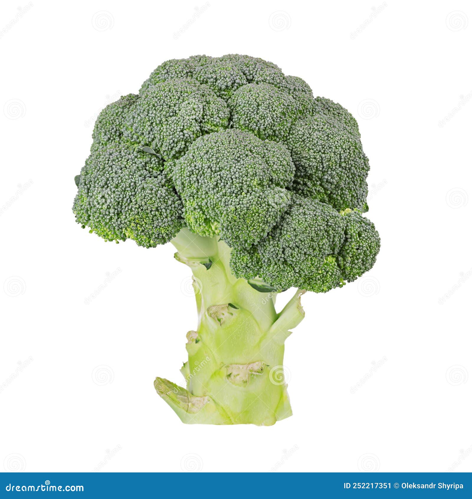 fresh broccoli  on white background. file contains clipping path