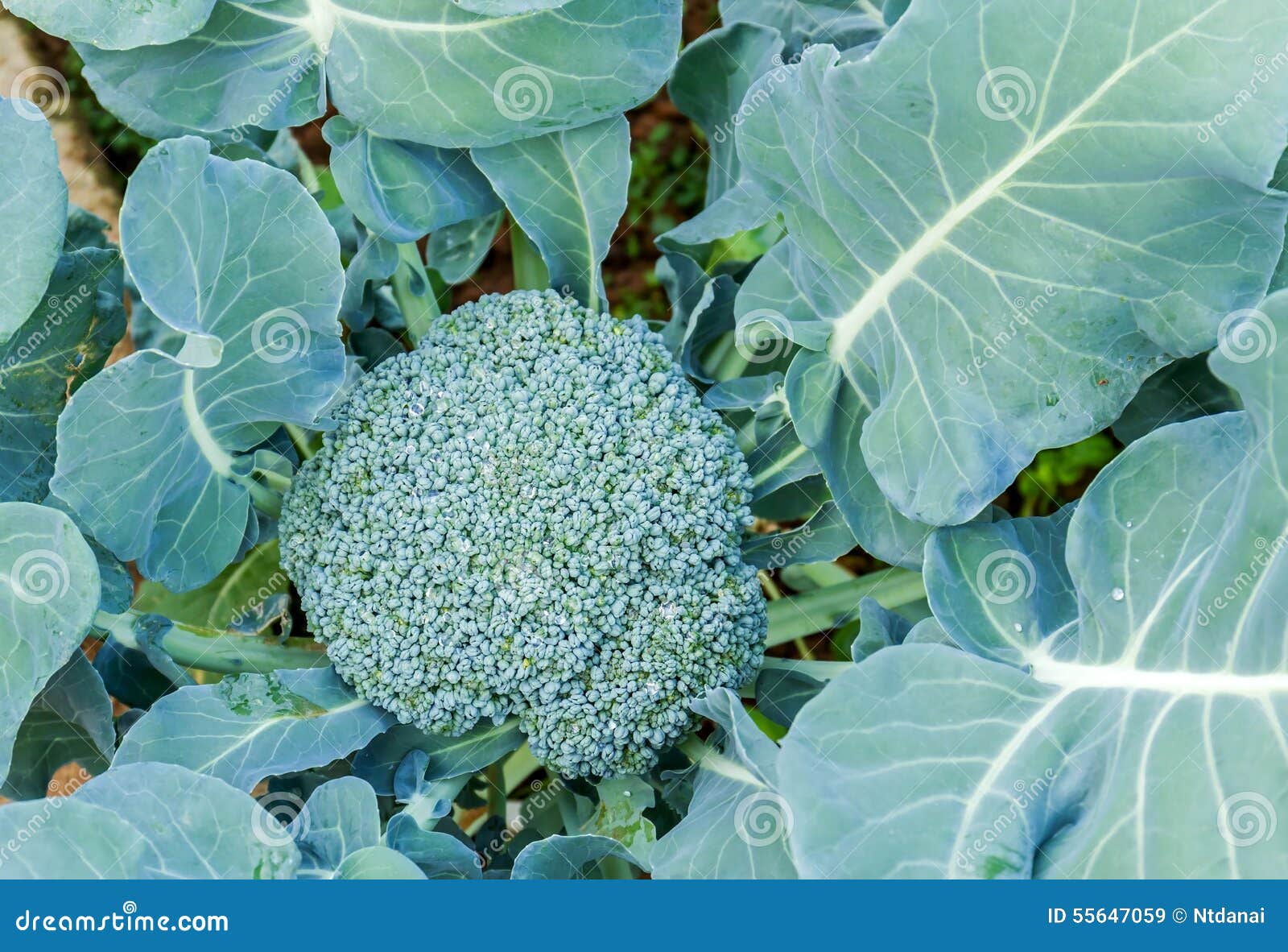 Fresh broccoli stock image. Image of vegetarian, leaves 55647059
