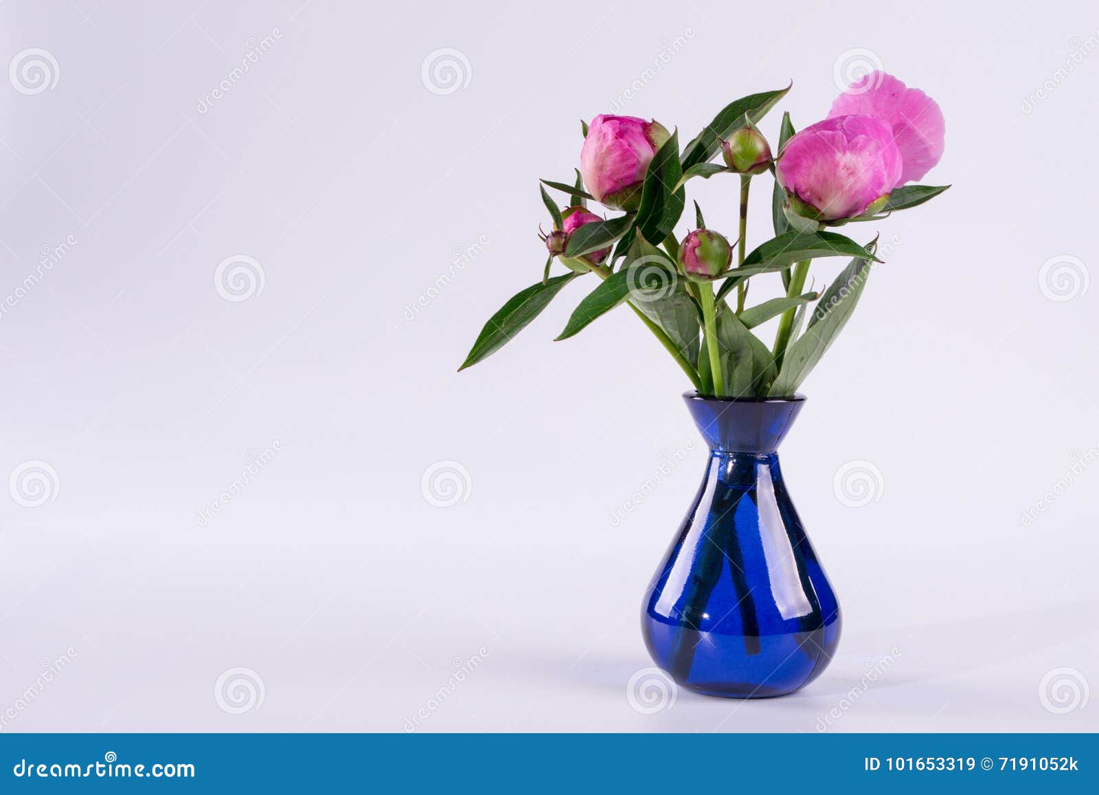 Buds Of Peony In A Blue Vase On White Background Stock Image - Image of ...