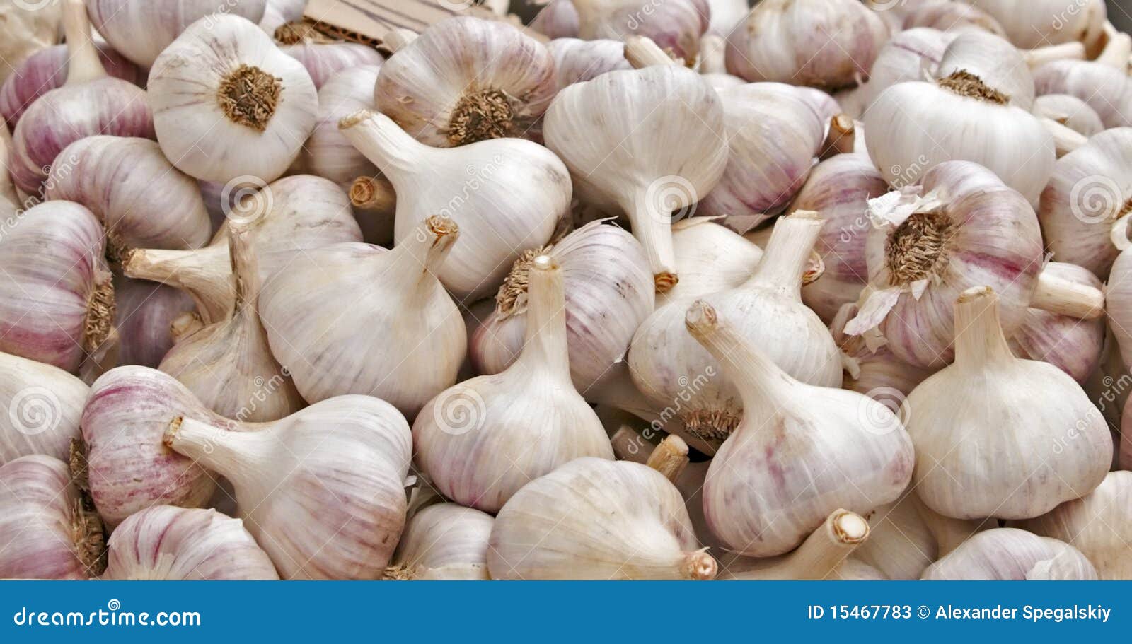 Fresh bulbs of garlic stock image. Image of garlic, vegetable 15467783
