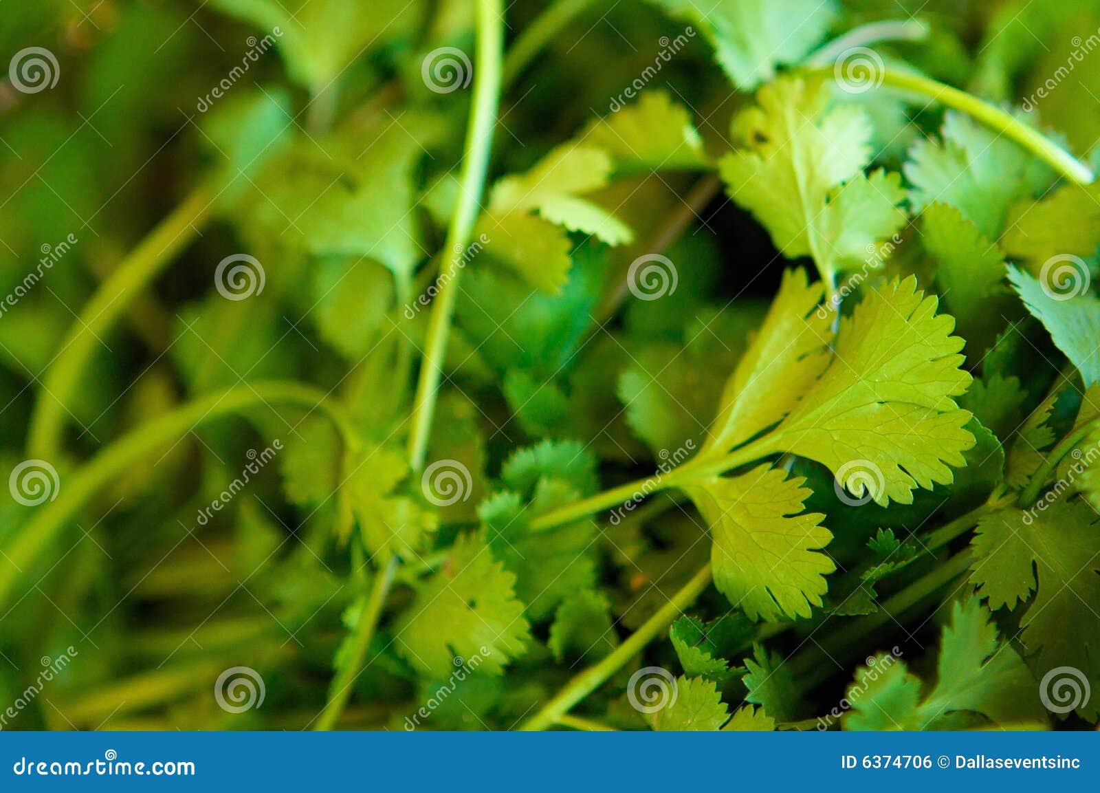 a fresh bunch of cilantro