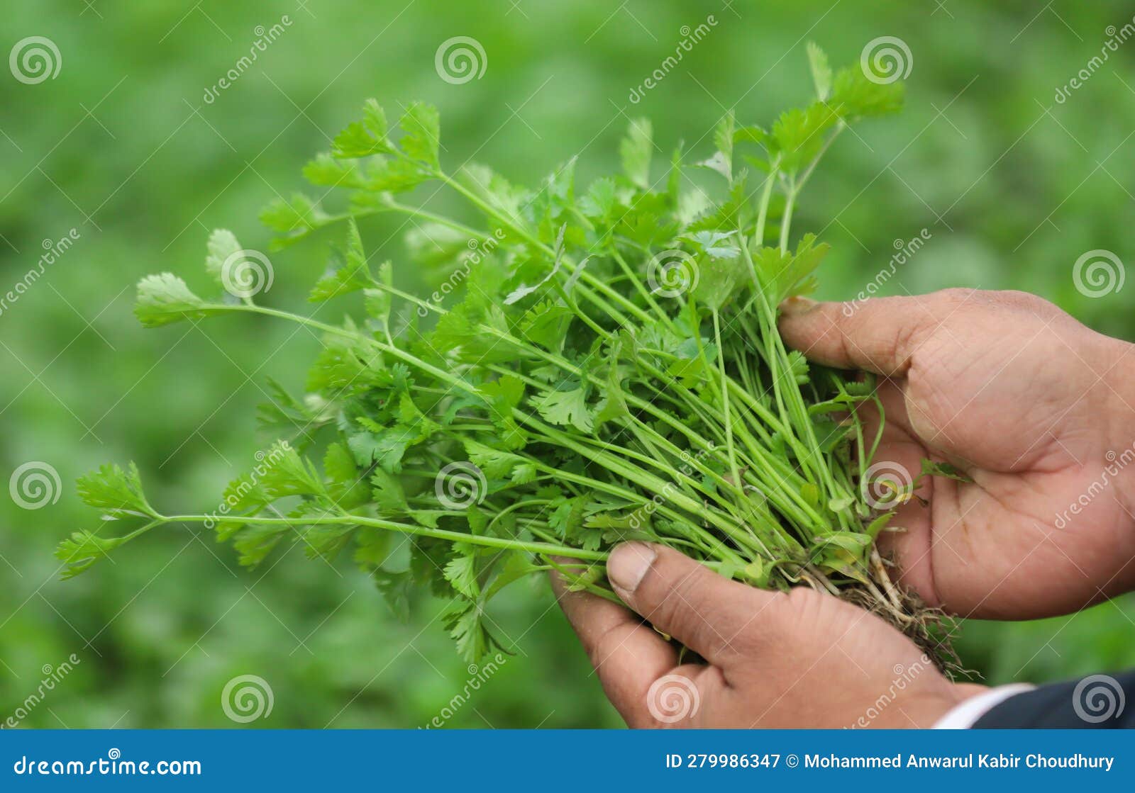 Fresh Bunch of Coriander Leaves Stock Image Image of flavor, green