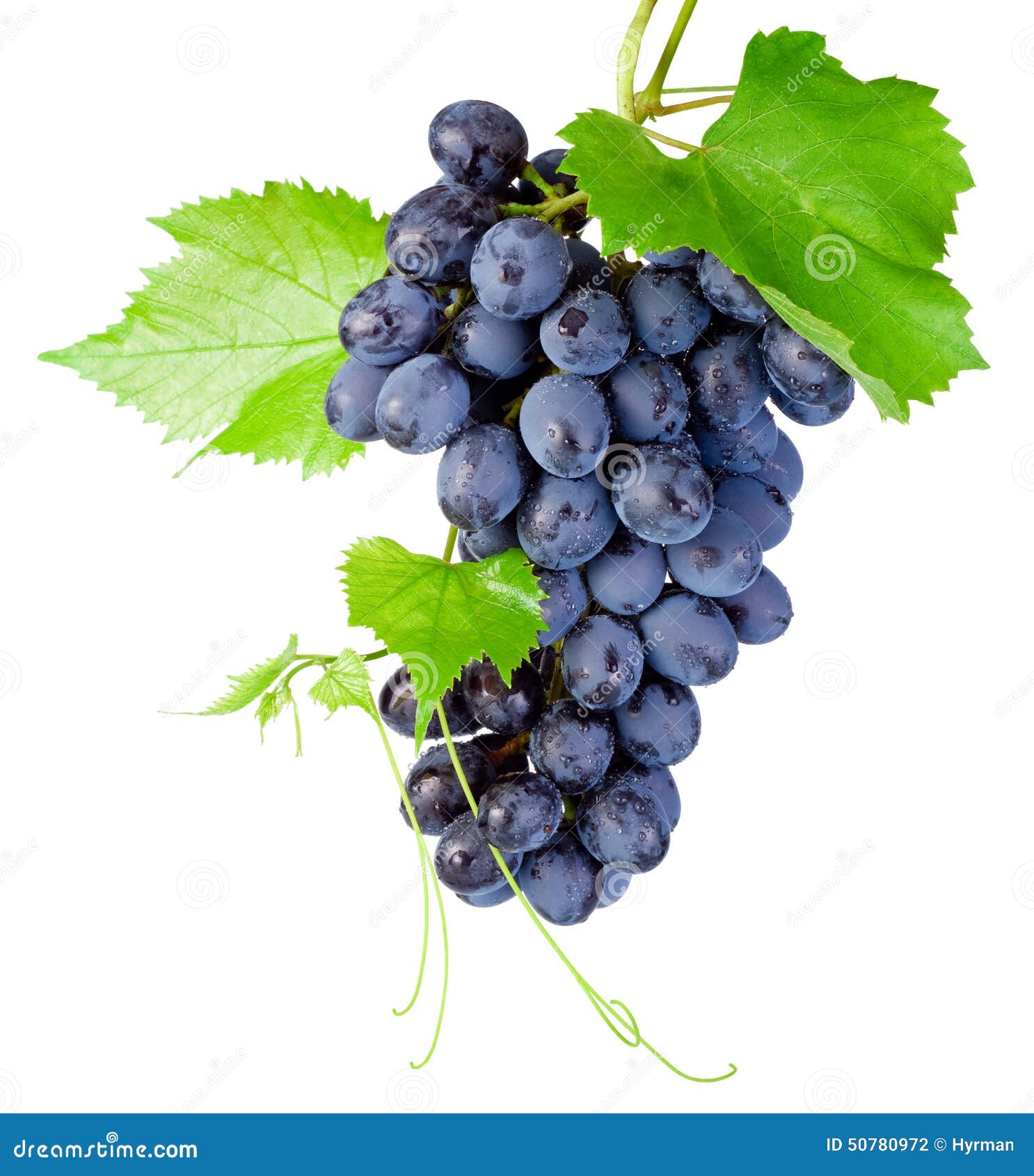 fresh bunch of grapes with leaves  on white background